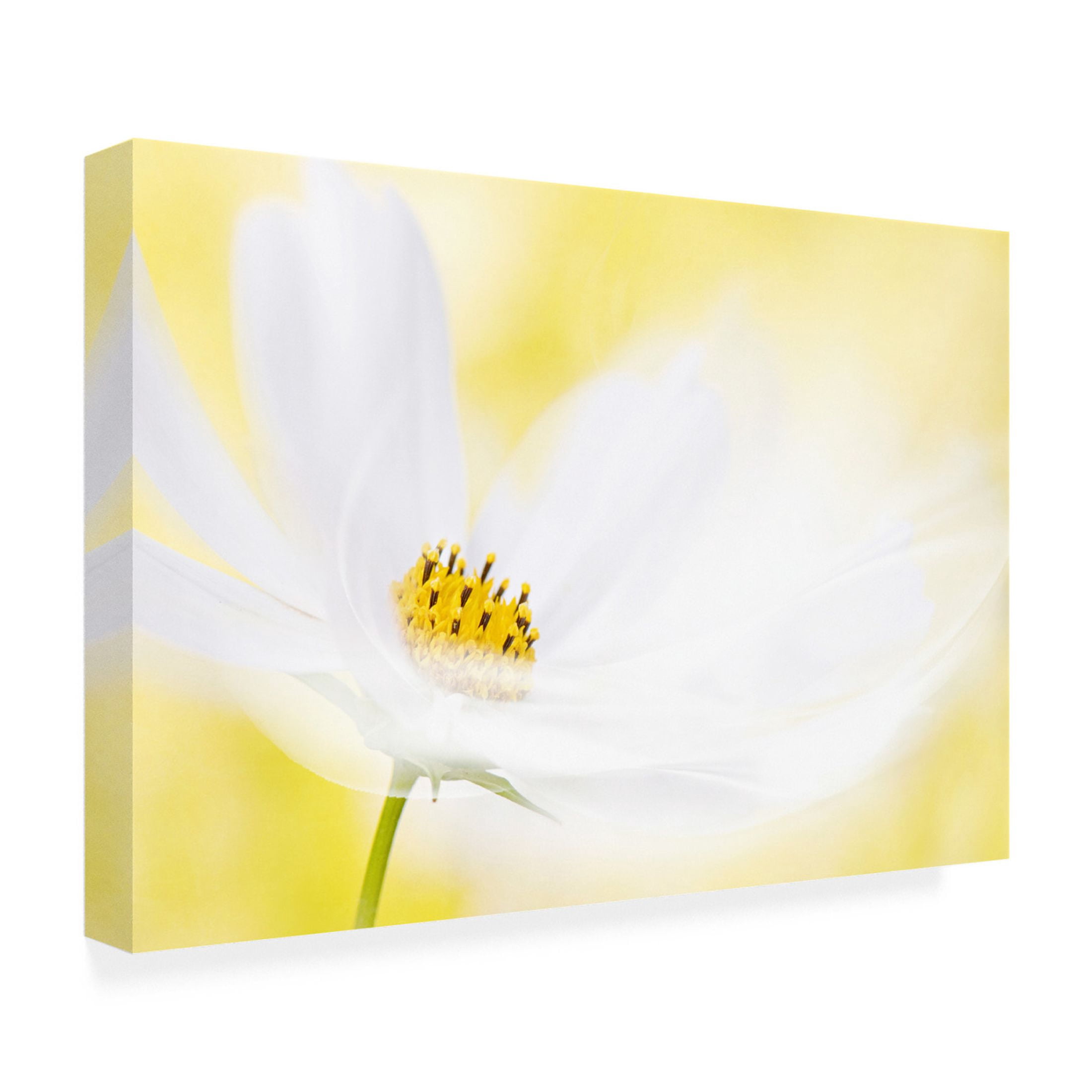 Trademark Fine Art Jacky Parker Swirl Canvas Wall Art