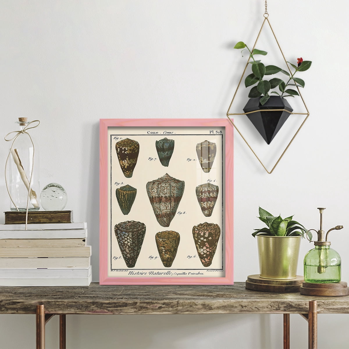 Cone Shell pl. 318 -Framed Print w/glass-Sunset Pink