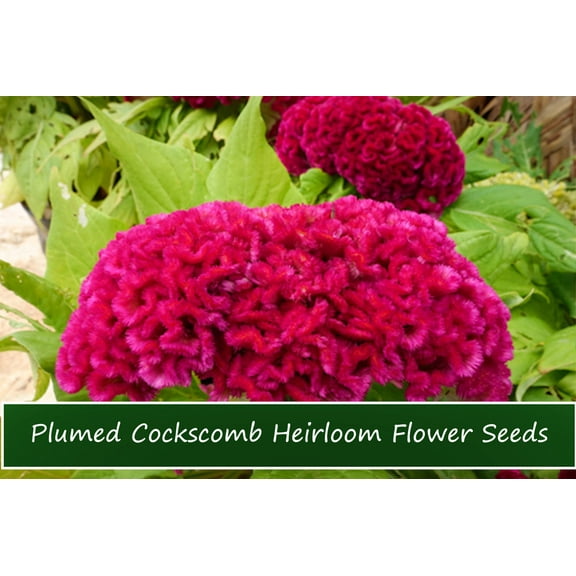 Flower SEEDS - Plumed Cockscomb -50 Seeds- Celosia argentea Var cristata -50 TINY Seeds -Red Annual Flower -Annual Bedding Plant-Serendipity Seeds