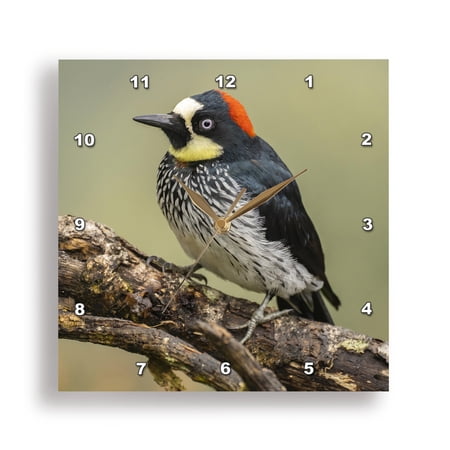 3dRose, Costa Rica, Cordillera de Talamanca. Acorn woodpecker on tree. 2, 15x15 Wall Clock