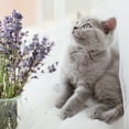 thumbnail image 3 of Naturally Fresh Lavender & Bamboo Calming Cat Litter, Eco-Friendly, 14 lb Bag, 3 of 6