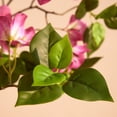 thumbnail image 6 of DR.Planzen Artificial Bougainvillea Tree 4FT UV Resistant Faux Bougainvillea Plant Fake Tree Pink Bougainvillea Tree - 390 Leaves 273 Flowers Artificial Plant for Indoor Outdoor Decor, 6 of 10
