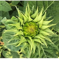 SunFill Green Sunflower Seeds – Annual Decorative Plant for Bouquets & Gardens – Unique Green Petals, Pollinator Friendly, Easy to Grow – 30 Seeds