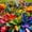 D, variant on Hostas For Planting-Easy Planting-Perennial-Gardens Decoration Premium Stakes (Felicitous,Non-Artificial)