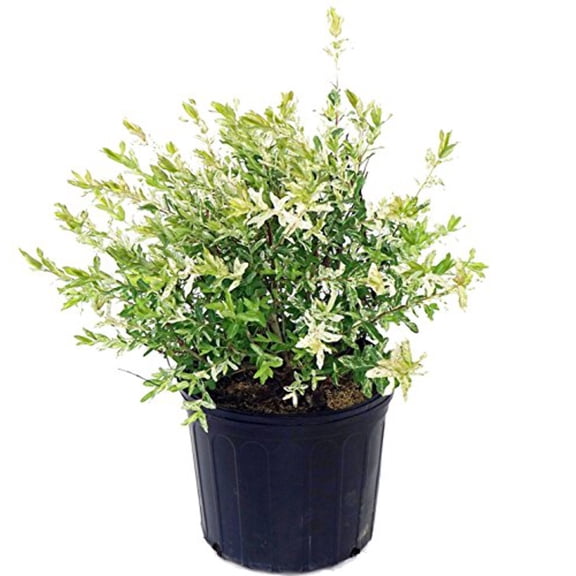 Japanese Willow - Salix 'Hakaro Nishiki' | 3 Gallon Size Container