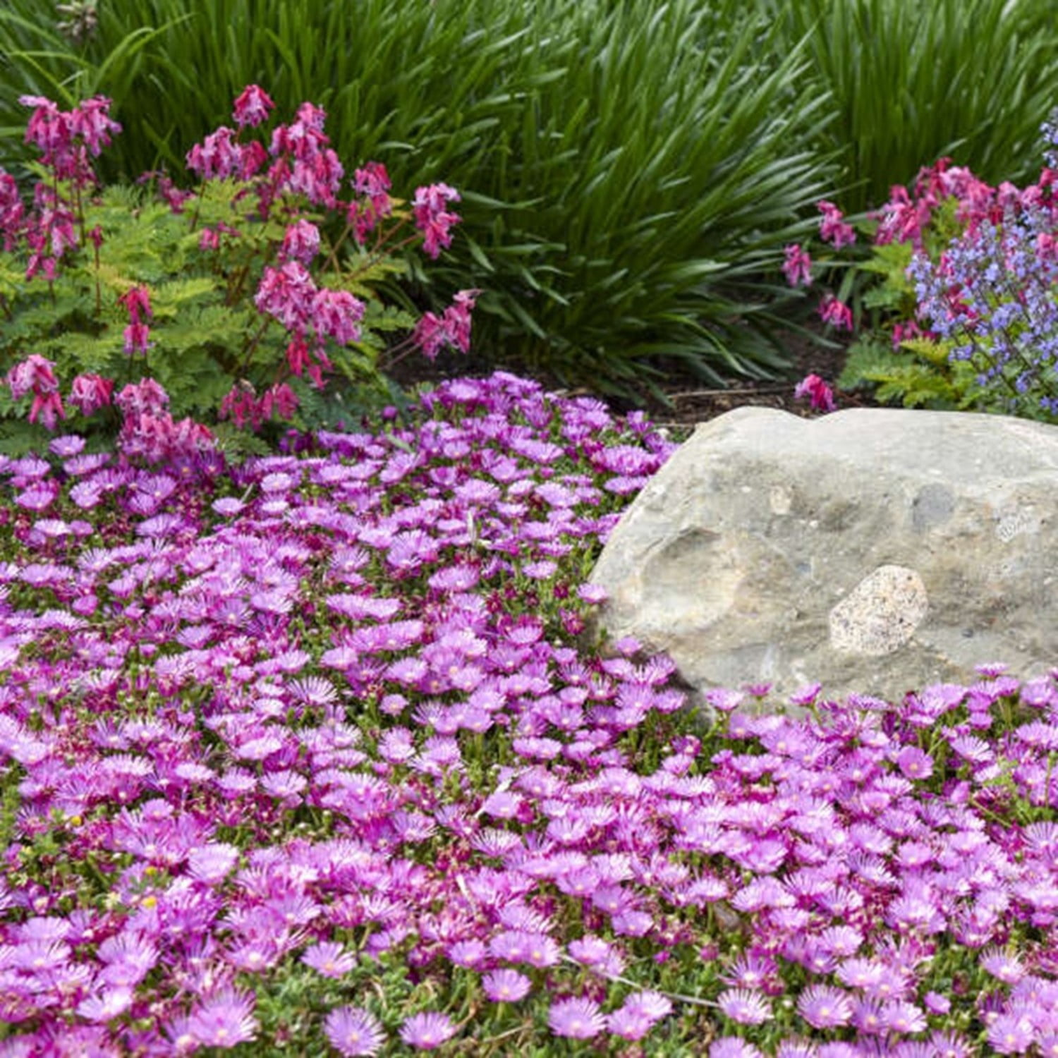 Proven Winners 6" Purple Kaleidoscope 'Orchid Flash' Hardy Ice Plant Live Plant in 6.5" Pot