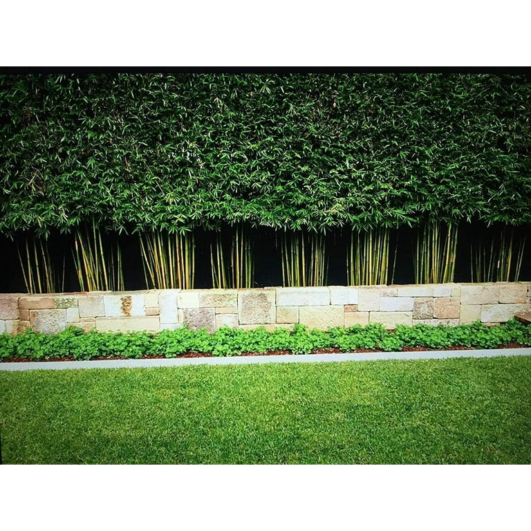 Graceful Bamboo Plant 2 Live Plants Bambusa Textilis