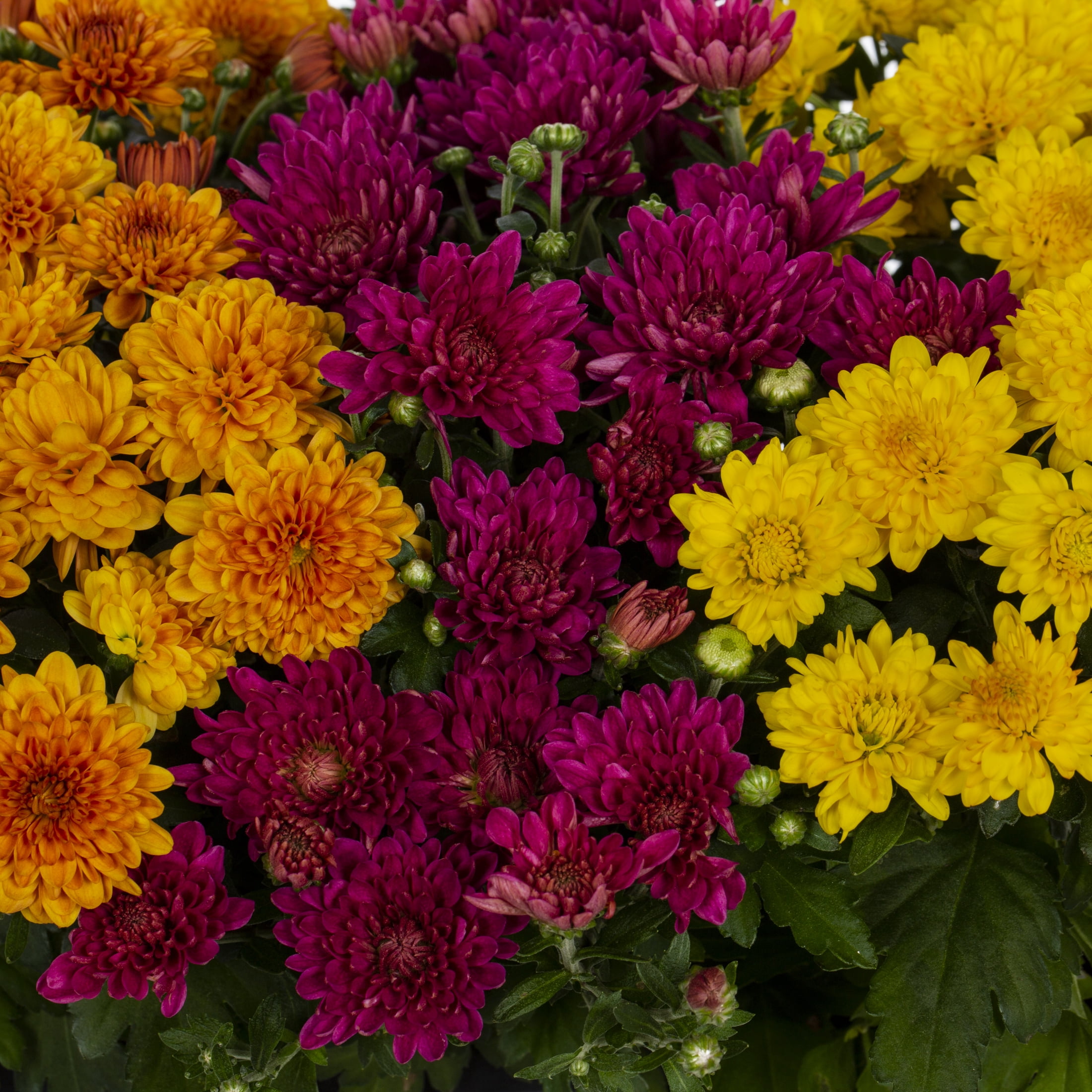 Expert Gardener Garden Mum Live Plants in Grower Pots, Orange Purple Yellow, 9 Count, 8 in