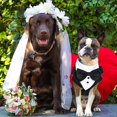thumbnail image 5 of Dog Tuxedo Bandana, Black Bow Tie Dog Harness, Adjustable Dog Tuxedo compatiblemal Dog Harnesses Engagement Birthday Costumes _ Newway, 5 of 5