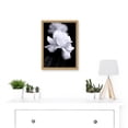 thumbnail image 2 of Nature Black White Rose Petal Flower A4 Artwork Framed Wall Art Print, 2 of 4