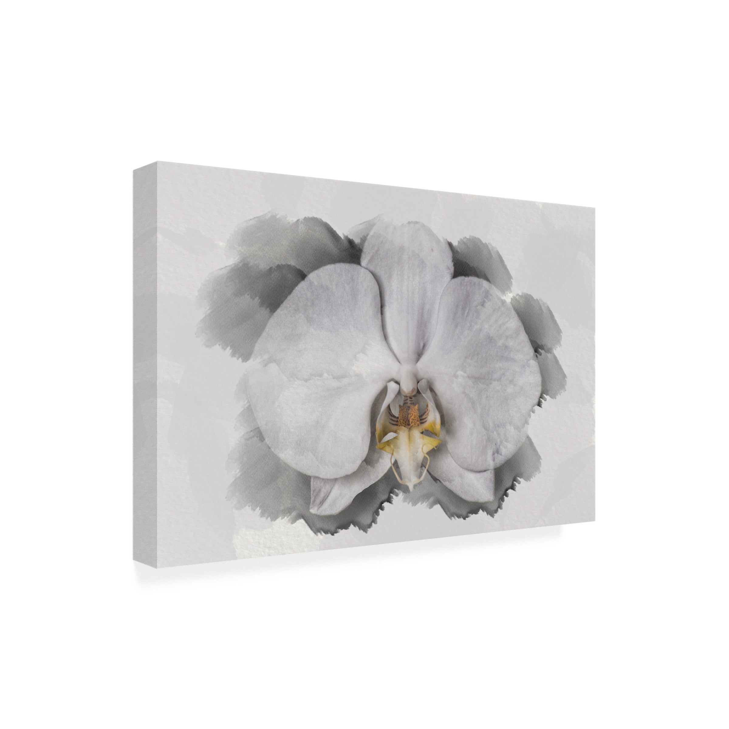 Lori Hutchison 'White Orchid' Canvas Art