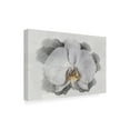 thumbnail image 2 of Lori Hutchison 'White Orchid' Canvas Art, 2 of 3