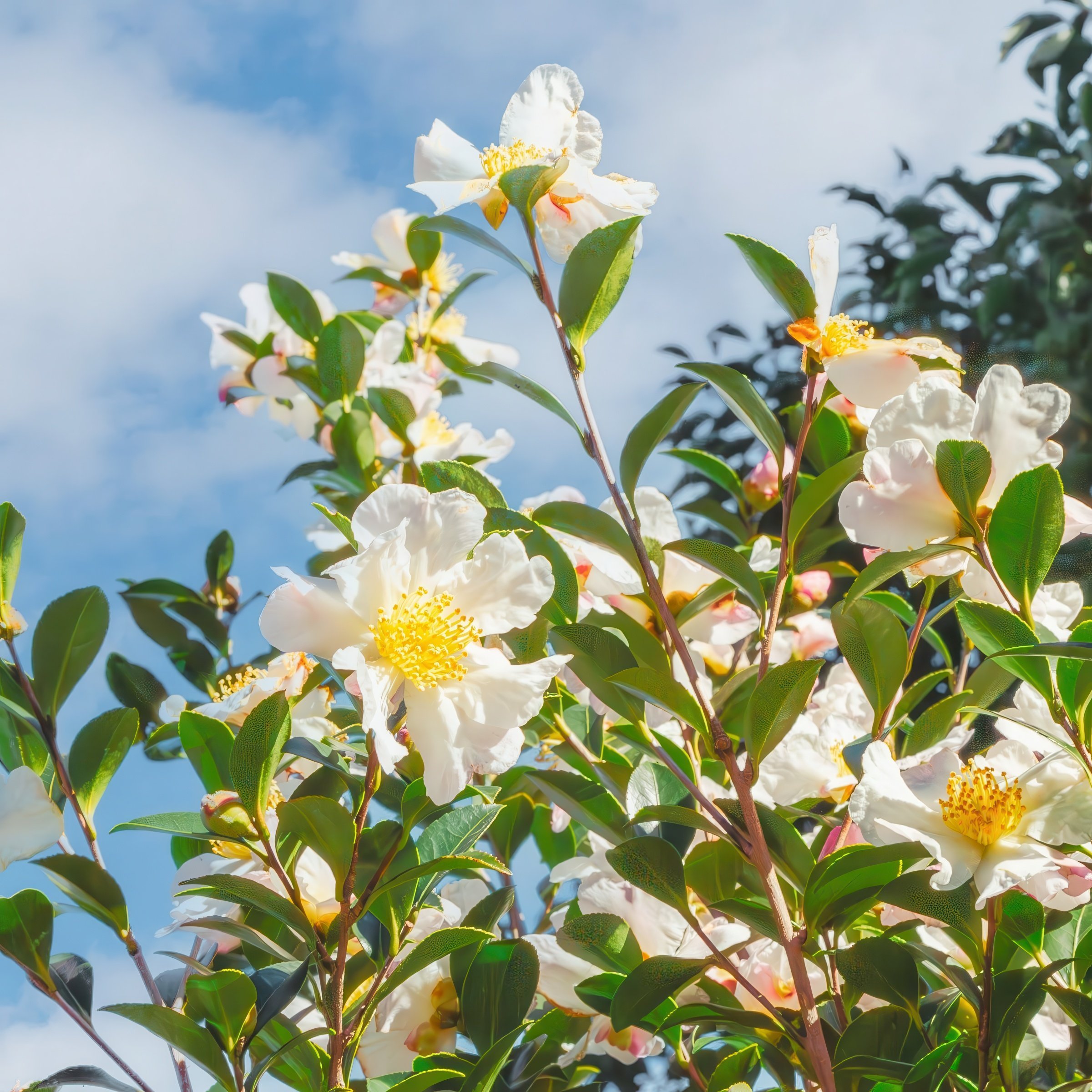 National Plant Network 3 gal. Camellia Sasanqua Northern Exposure Shrub