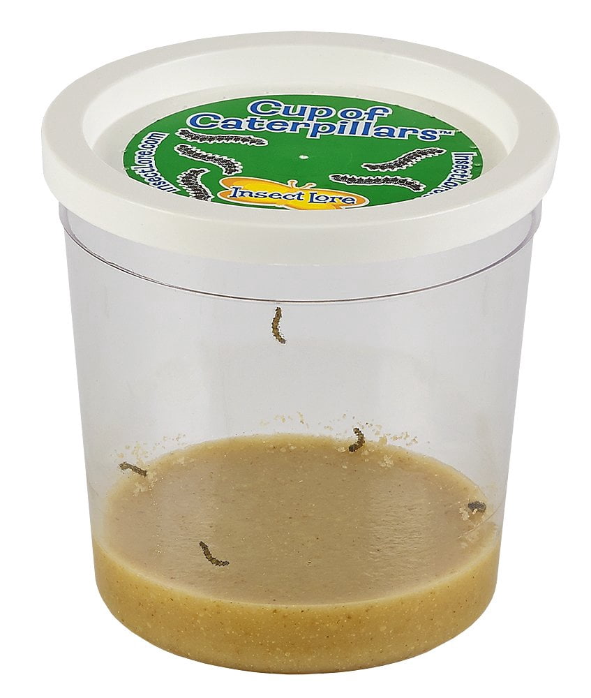 Butterfly Garden® With Live Cup of Caterpillars™