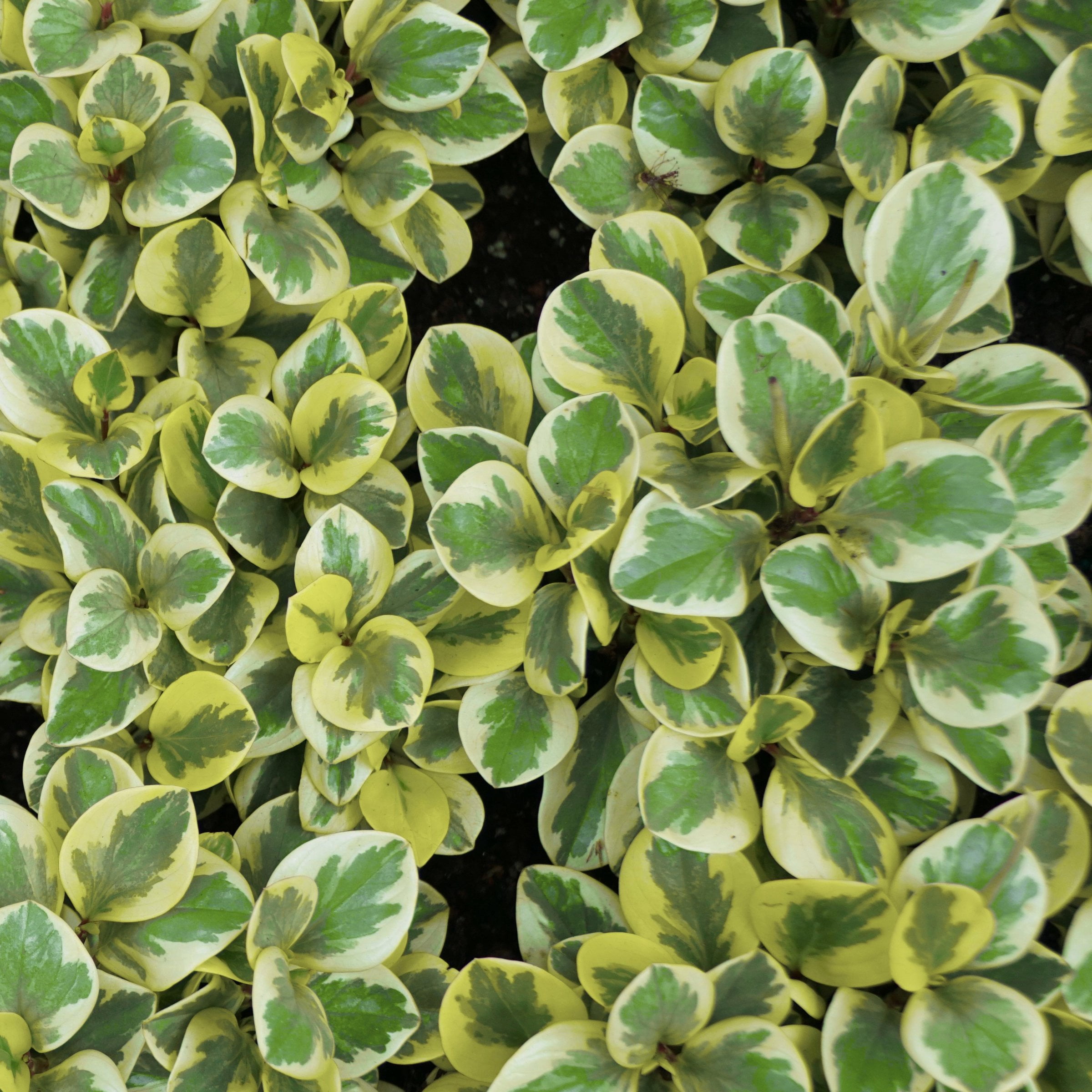 6 in. Peperomia Citrus Twist Plant in Grower Container