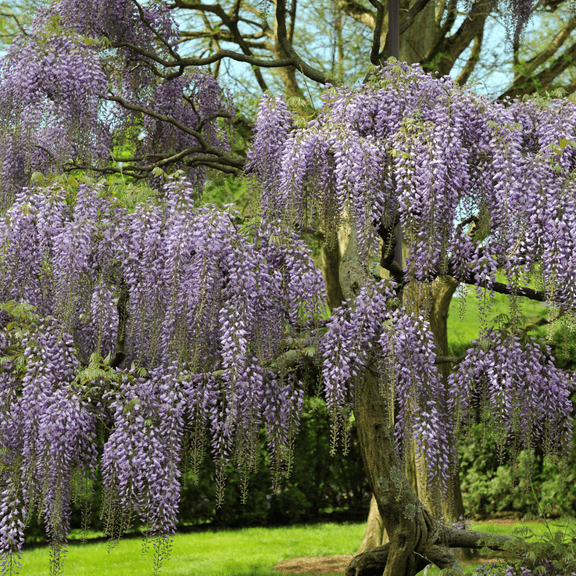 Wisteria Live Plant, Purple Flower Vine, from 3 to 5 Inches in Height for Outdoor Growing