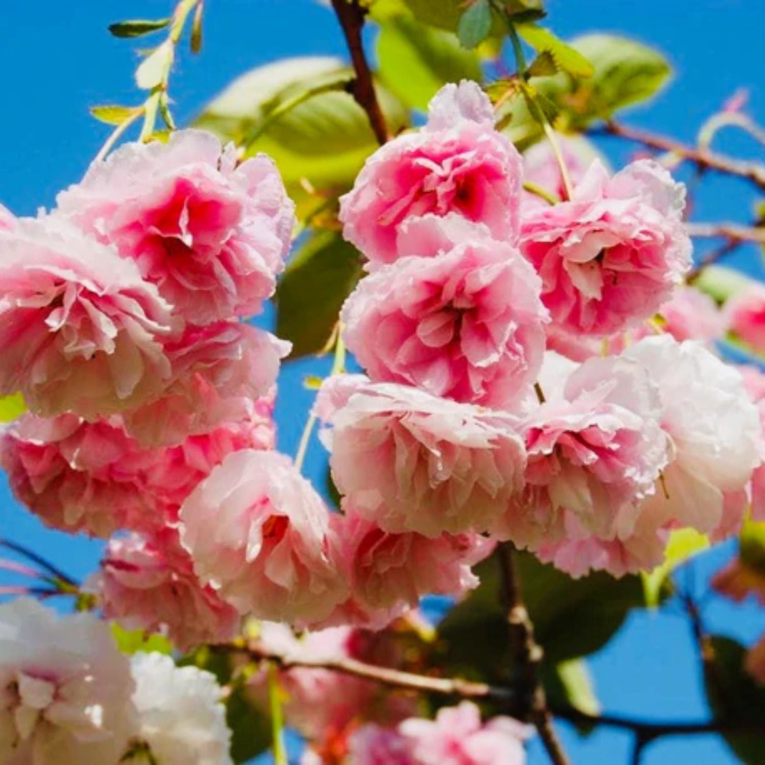 Expert Gardener 3-4 ft. tall Shirofugen White Flowering Cherry Live Tree in 7-Gallon Grower Pot