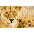 thumbnail image 2 of Jaynes Gallery 18x13 Black Ornate Wood Framed with Double Matting Museum Art Print Titled - Africa-Tanzania-Serengeti National Park African lioness and cubs, 2 of 4
