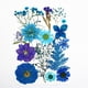 thumbnail image 2 of flores prensadas secas Flores prensadas secas para DIY Resina Relleno Joyería Decoración, 2 of 7