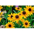 thumbnail image 3 of Seedville 500 Brown Eyed Susan Plant Seeds, Yellow petals with brown centers, 3 of 7