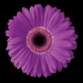 thumbnail image 2 of Christensen, Jim 26x26 Black Ornate Wood Framed with Double Matting Museum Art Print Titled - Gerbera Daisy Purple, 2 of 4