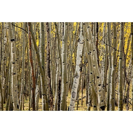Aspen Grove Fine Art Aspen Grove I, Fine Art Photograph By: Larry Malvin; One 36x24in Fine Art Paper Giclee Print ()
