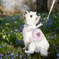 thumbnail image 6 of Cute Small Dog Harness and Leash Set with Bags No Pull Floral Dog Vest Harness Soft Breathable Mesh Puppy Dog Harness for Small Dogs Cats Spring Summer Yorkies Shih Tzu, 6 of 6