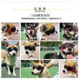 thumbnail image 5 of Lunettes pour Chien Petite Race, Facile à Porter, Protection UV/vent/poussière/brouillard Réglable, 5 of 5