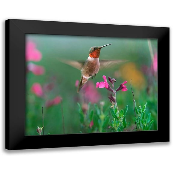 Fitzharris, Tim 14x12 Black Modern Framed Museum Art Print Titled - Ruby Throated Hummingbird