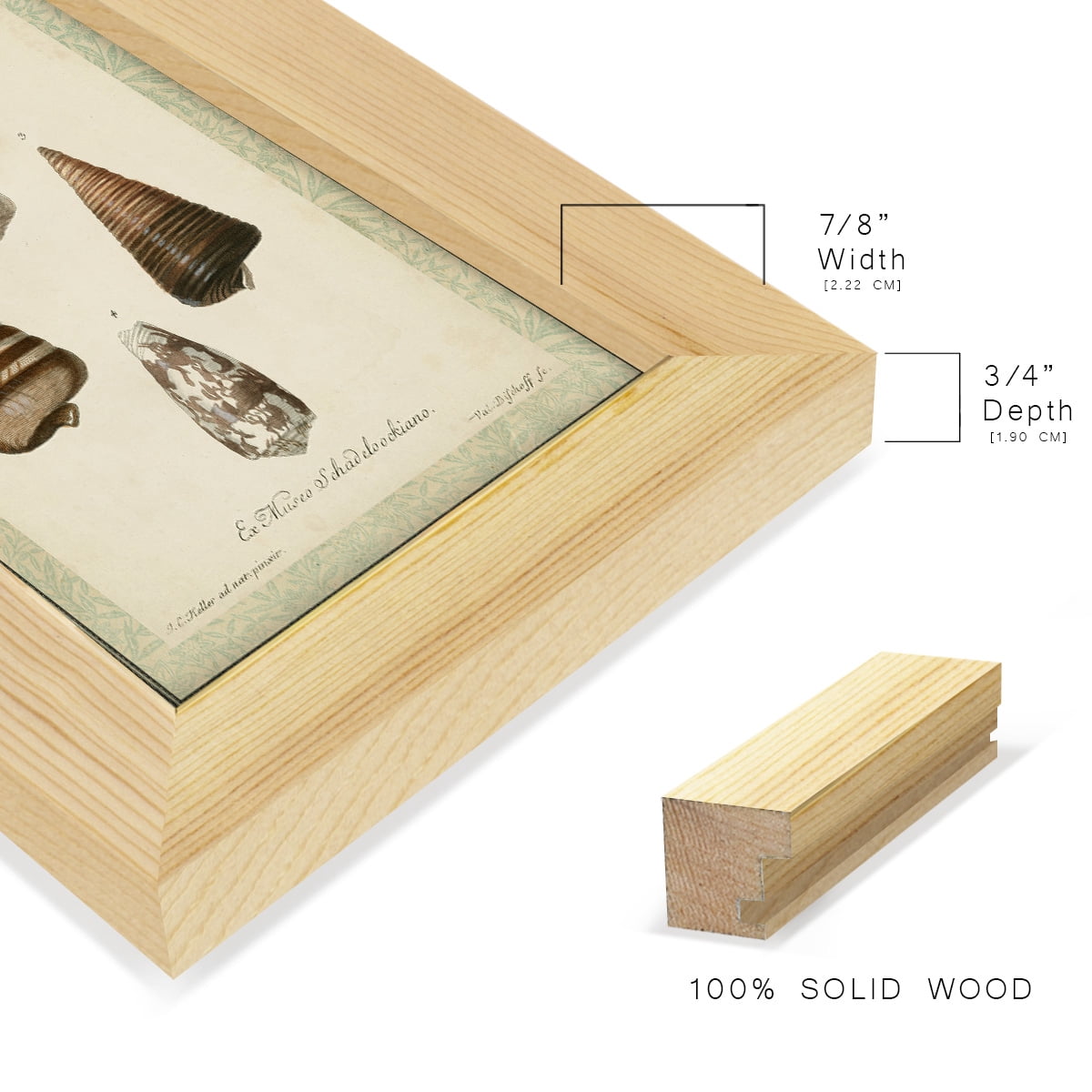 Bookplate Shells VI - Framed Print w/glass - Natural Wood