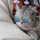 thumbnail image 2 of Gafas de sol monas y modernas para mascotas: gafas de sol para perros y gatos, accesorios de moda para fiestas, accesorios y atrezo monos para mascotas, regalo, 2 of 4