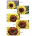 thumbnail image 2 of Tiffen 138mm Close-up +1/2 Lens, 2 of 3