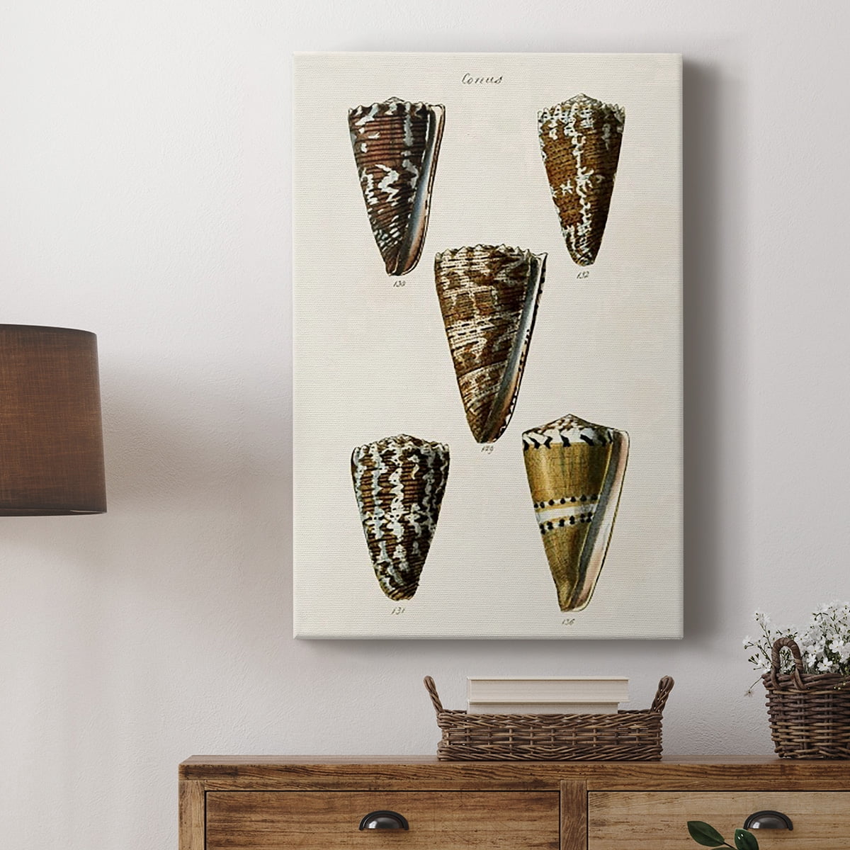 Cone Shell Collection V Premium Gallery Wrapped Canvas - Ready to Hang