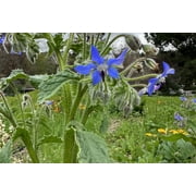 Plant Good Seed - Borage Herb Seeds - Starflower, Certified Organic Seed Packet, Edible Wildflower, Grow for Salads or Beneficial Insect Forage