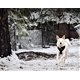 thumbnail image 4 of Arnés para perro EcoBark Max Comfort antitirones negro talla grande, 4 of 7