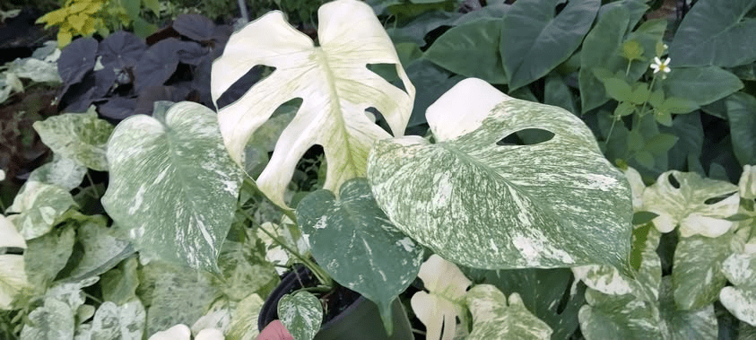 Monstera Mint Live Plant for Planting, Rare Variegated Houseplant for Home or Office, 5-8" Tall Tropical Indoor Plant