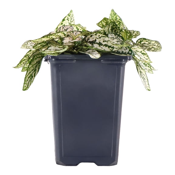 Expert Gardener 8" White Bicolor Hypoestes Live Plants in 4" Grower Pot Partial Sun