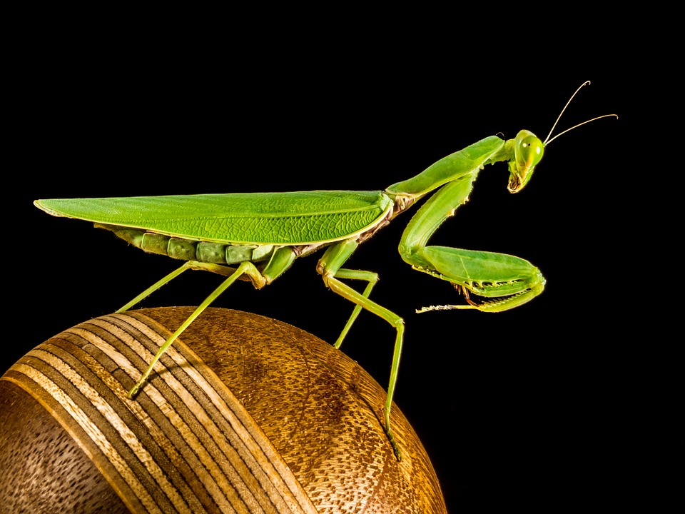 Fishing Locust Close Green Praying Mantis12 Inch BY 18 Inch Laminated