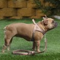 thumbnail image 5 of Arnés para perros Plutus Pet, sin tirones, malla transpirable, acolchado, beige, talla M, 5 of 5