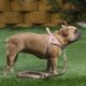 thumbnail image 5 of Arnés para perros Plutus Pet, sin tirones, malla transpirable, acolchado, beige, talla M, 5 of 5