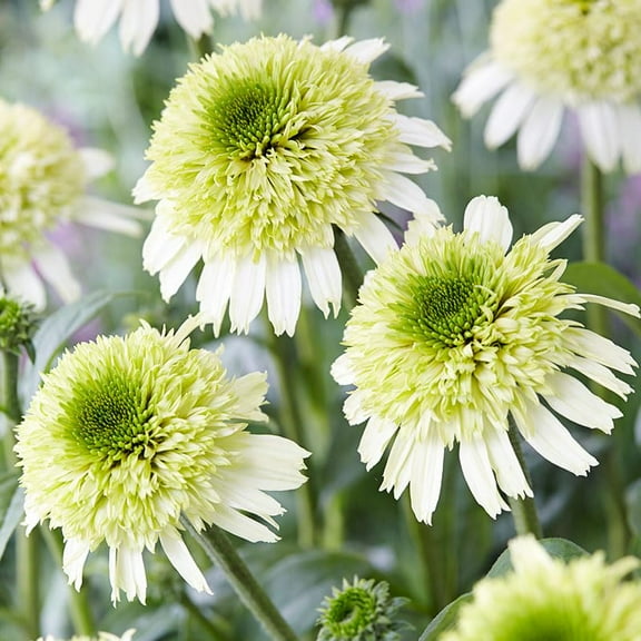 Delicious Nougat Coneflower Flower Root - Attracts Butterflies and Hummingbirds - Deer Resistant - Good as Cut Flowers - Perennializing