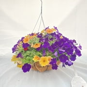 Proven Winner 3 GAL Multicolor Coco HB (1 pack) Grower pot