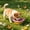 Pink-Free Size/PK, variant on Collapsible Silicone Pet Bowl Portable Folding Travel Dog Cat Bowl Food Water Feeder With Hanging Rope For Outdoor Walking Camping Small Pets