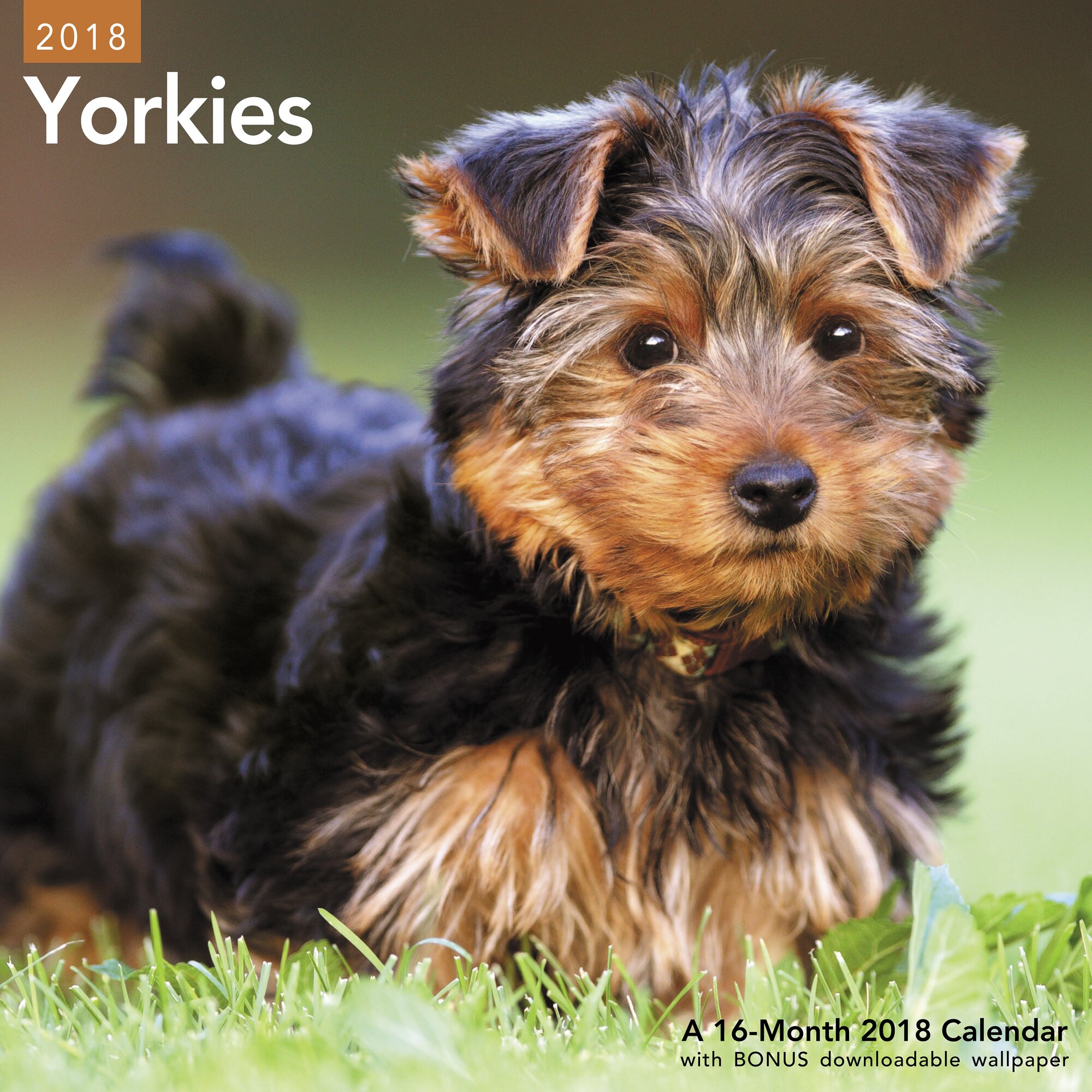 Mead Yorkies Wall Calendar Wall Calendars