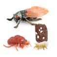 thumbnail image 1 of 1 Set Cicada Life Cycle Toy Home Vivid Creative Growth Cycles Toys Simulation Model Kids Plaything for Education Playing, 1 of 6