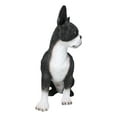 thumbnail image 4 of Large Realistic Tuxedo Boston Terrier Statue 15"Tall Animal Dog Collectible, 4 of 9