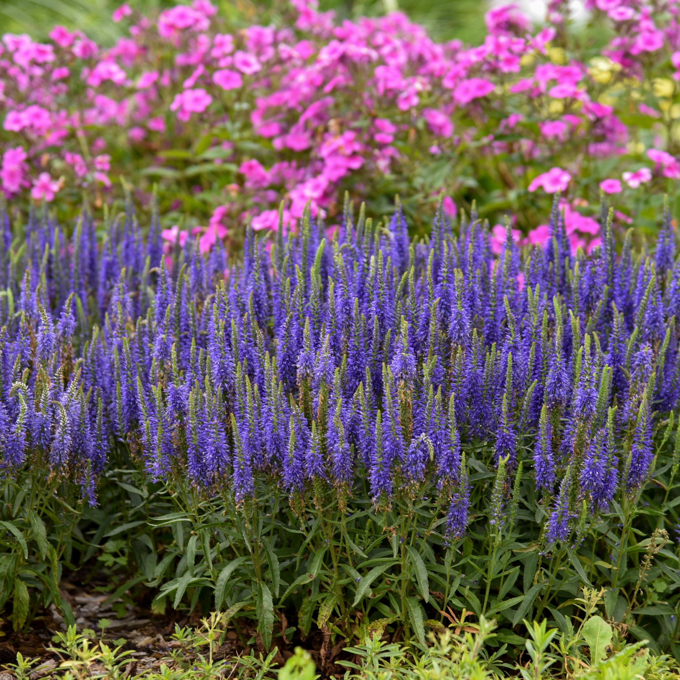 Proven Winners 6" Blue Magic Show 'Wizard of Ahhs' Spike Speedwell Live Plant in 7.5" Pot