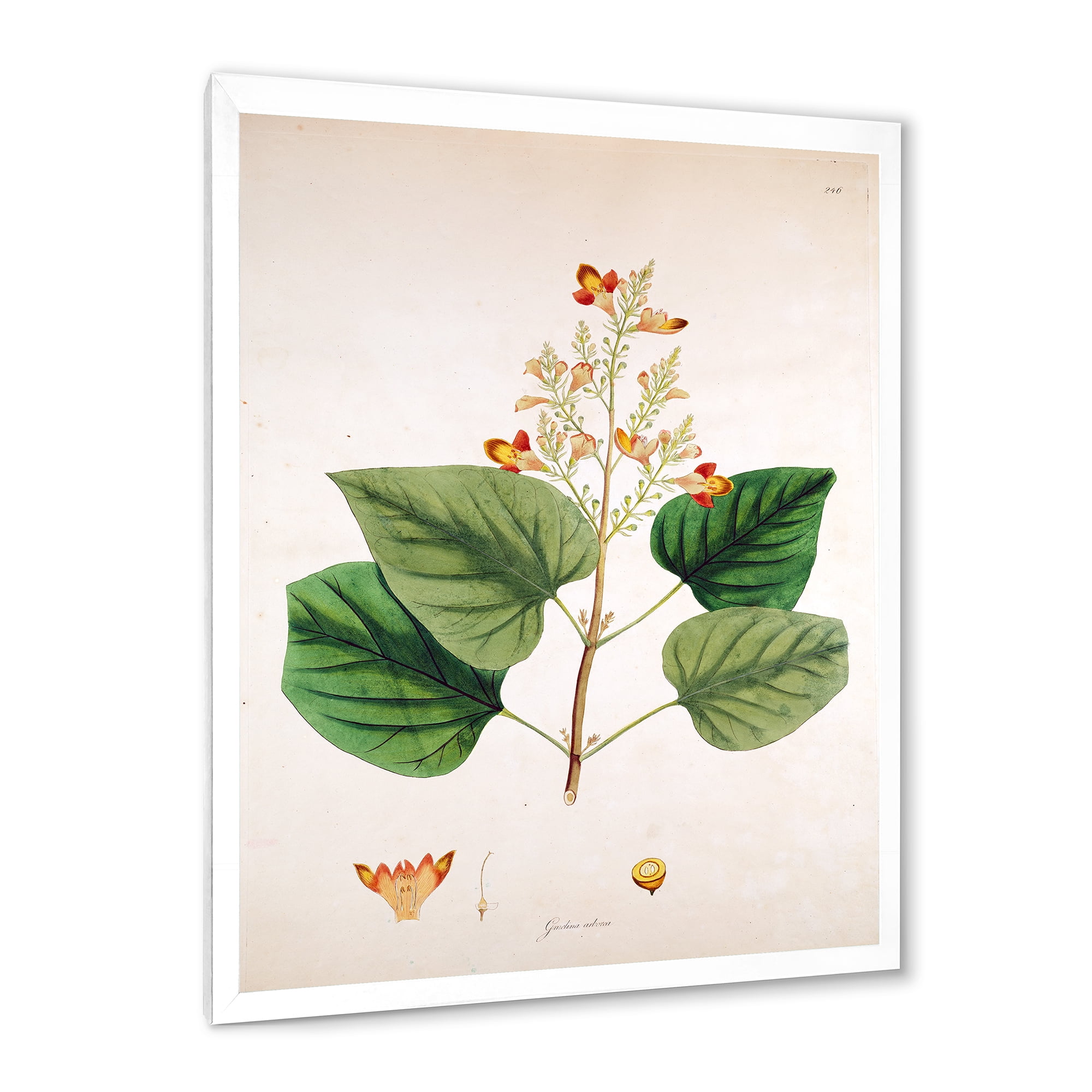 Designart 'Ancient London Plants XII' Farmhouse Framed Art Print