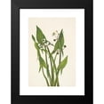 thumbnail image 2 of Mary Vaux Walcott 18x24 Black Modern Framed Museum Art Print Titled - Arrowhead Arrowhead. Sagittaria Coneata (1925), 2 of 5