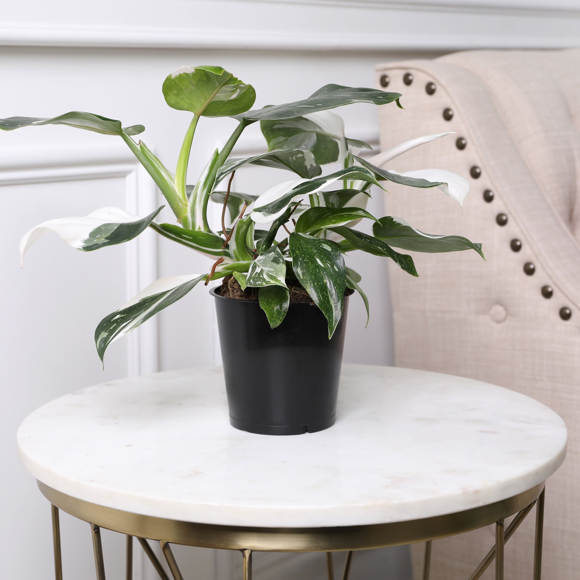 Wild Interiors 14" Philodendron White Wizard Live Plant in 5" Grower Pot, House Plant